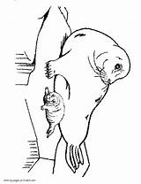Coloring Pages Sea Animals Seal Colouring Baby Seals Printable Ocean Print Animal Popular sketch template
