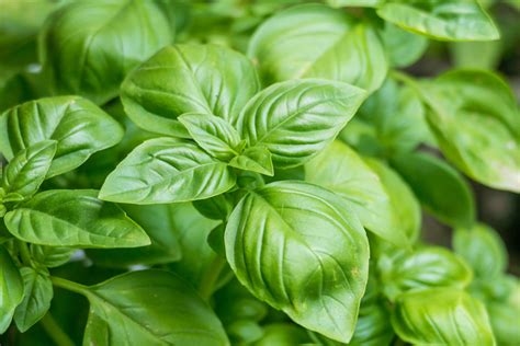 basil oil linalool type sensient essential oils