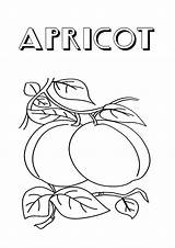 Apricot Coloring Pages sketch template
