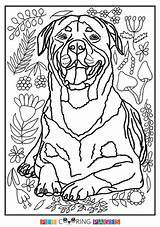 Rottweiler Coloring Pages Dog Printable Color Dogs German Shepherd Getcolorings Getdrawings sketch template