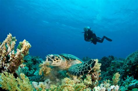 diving  fujairah top sites operators cost night diving