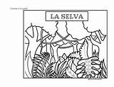 Selva Teacherspayteachers Rincon sketch template