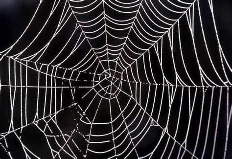 interpretation   dream     spider web