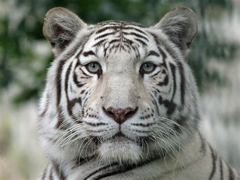 witte tijger white tiger panthera tigris photo aat bender photos