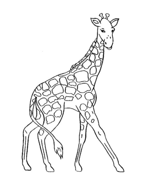 giraffes colouring pages