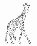 Pages Giraffe Coloring Colouring Giraffes Animal sketch template