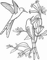 Hummingbird Coloring Long Tailed Sylph Categories Pages Printable sketch template