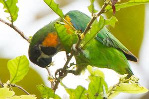 orange breasted fig parrot cyclopsitta gulielmitertii