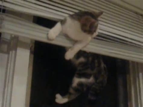 Adorable Kitten Gets Stuck In Blinds Then Rides Them Like An Elevator