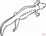 Salamander Salamandra Anfibi Ausmalbild Triton Animali Anfibio sketch template