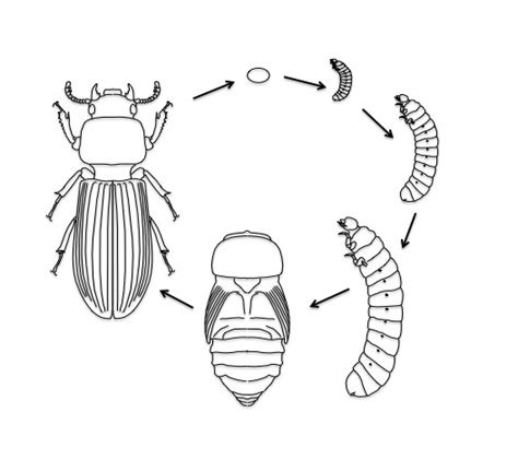 bess beetles science literacy and outreach nebraska