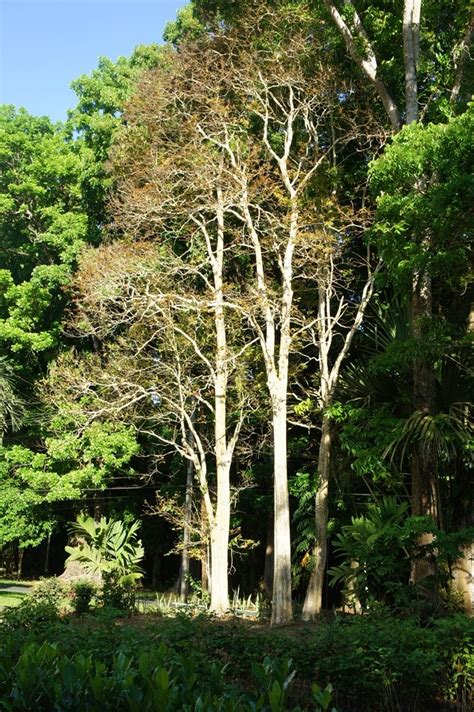 philippine trees  tree road trip