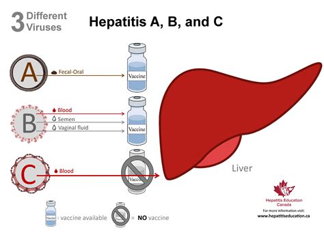 hepatitis education canada programme canadien deducation sur lhepatite