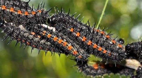 black and red caterpillar mass nymphalis antiopa