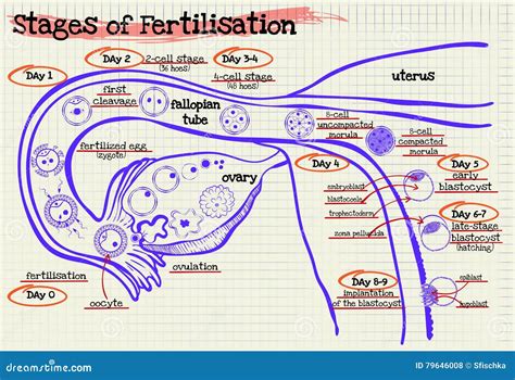 stage human fertilization diagram stock illustration illustration
