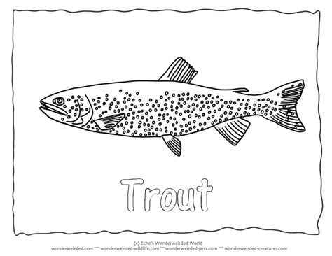 trout coloring   designlooter