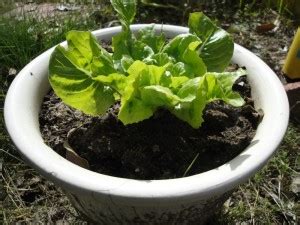 grow lettuce  store bought hydroponic living lettuce pams
