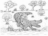 Saltwater Crocodile Coloring Outback Robin Crocodiles sketch template