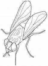 Mosca Insetti sketch template