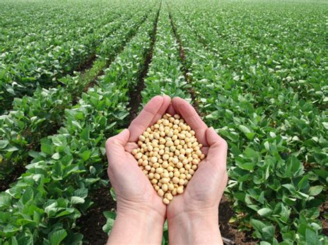 Soybean Foods May Protect Menopausal Women Against Osteoporosis
