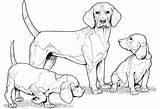 Coloring Pages German Pointer Shorthaired Getdrawings sketch template