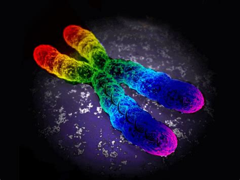 Gay Gene Debunked Environment Influences Sexuality