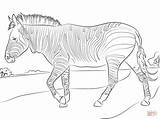 Zebra Coloring Pages Mountain Drawing sketch template