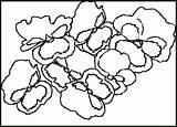 Flower Coloring Petunia Pages Gemerkt Von Nature sketch template