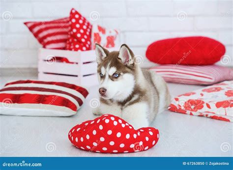 high bred adorable siberian husky puppy stock photo image  indoors