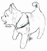 Coloring Pages Husky Dog Puppy Realistic Baby Printable Color Siberian Getcolorings Print sketch template