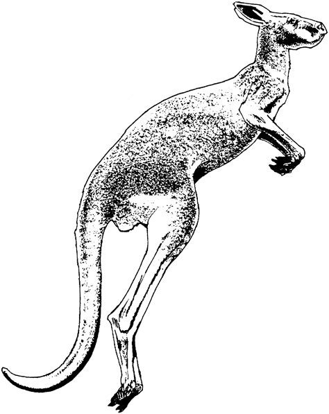 kangaroo pictures  color clipartsco