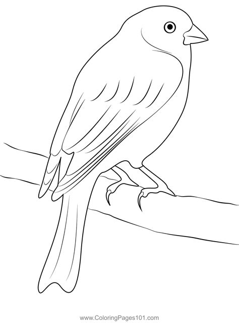 canary bird  coloring page  kids  finches printable coloring