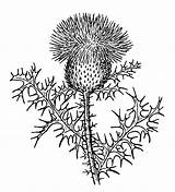 Thistle Clipart Illustration Scottish Drawing Drawings Getdrawings Domain Public Designlooter Clipground Publicdomainpictures sketch template