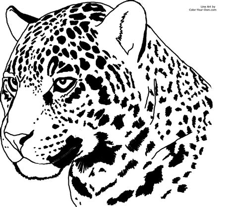 bild galeria  coloring pages jaguar