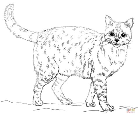 tabby cat coloring pages realistic coloring pages