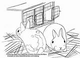 Coloring Hutch Baby Bunnies Cute Polish Rabbit Pages Seasonal Rabbits Country Creative sketch template