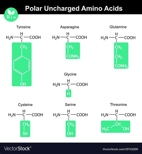 amino acids  marked radicals polar uncharged vector image