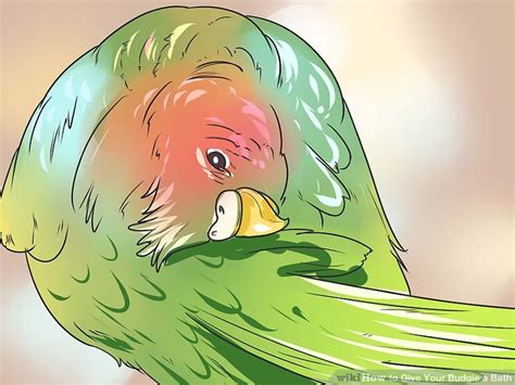 how to give your budgie a bath 11 steps with pictures