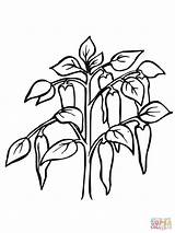 Plant Pepper Chili Coloring Pages Clipart Printable Color sketch template