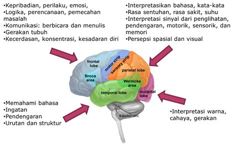 struktur otak manusia  fungsinya berbagi struktur