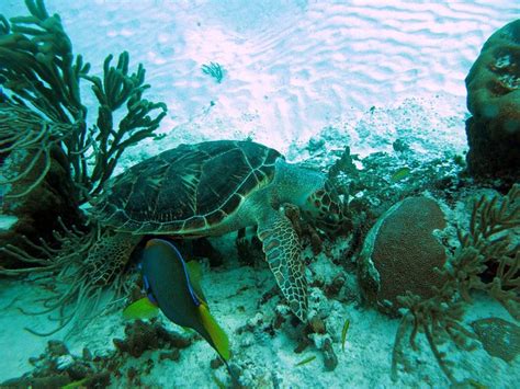 sea turtle eating  fish explore qphias   fli flickr