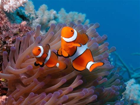 fotografias de distintas clases de peces raros