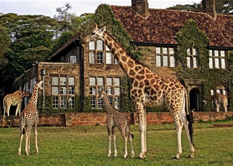 giraffe hotel nairobi kenya  worlds  hotels