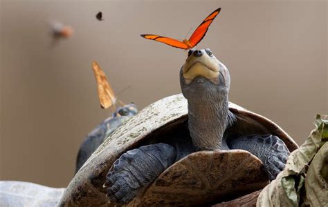 just a butterfly drinking some turtle tears huffpost