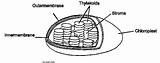 Chloroplast Imgarcade sketch template