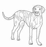 Hound Coloring Plott Pages Blue Dogs Printable Tick Supercoloring Categories Template sketch template