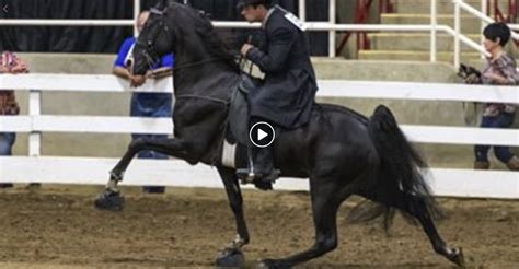 controversial  passionate pleas   tennessee walking horse big