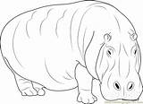 Hippopotamus Coloring Pages Getcolorings Adult Printable sketch template