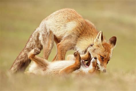 love bites mother fox and fox kit photograph by roeselien raimond
