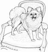 Coloring Pages Dog Pomeranian Dogs Printable Papillon Puppy Adults Kids Adult Breed Chihuahua Yuckles Colouring Sheets Animal Book Supercoloring Dantdm sketch template